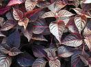 Alternanthera-Cognac