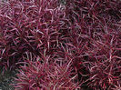 Alternanthera-Red-Threads