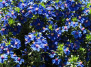 Anagalis_CompactBluez
