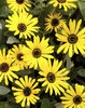 Arc_BmbleBee