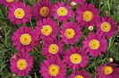 Argyranthemum_MadeiraCherryRed2