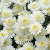 Argyranthemum_MadeiraCrestedIvoryz