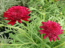 Argyranthemum_MadeiraCrestedMerlotz