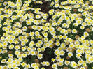 Argyranthemum_MadeiraCrestedPrimrosez