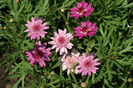 Argyranthemum_MadeiraCrestedViolet