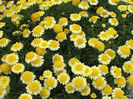 Argyranthemum_MadeiraCrestedYellowz