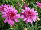 Argyranthemum_MadeiraPink3z
