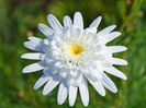 Argyranthemum_MadeiraWhitez