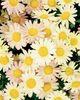 Argyranthemum_Moonberry