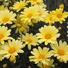 Argyranthemum-Butterfly