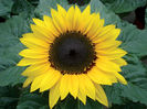 Helianthus-annuus-Choco-sunZ