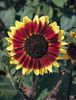 Helianthus-annuus-Florenza