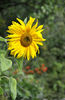 Helianthus-annuus-Mongolian-Giant