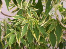 Acalypha%20Godseffiana%20Heterophylla