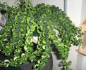 Aeschynanthus%20Parvifolius%20(Curly%20Leaf)
