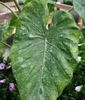 Alocasia-varie-gata-300x350