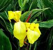Canna_BangkokYellow