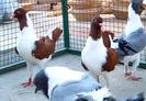 FLORENTIN