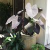Colocasia_Black_Magic_Aquatic2