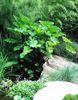 Colocasia_esculenta_Fontanesii2