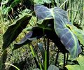 Colocasia_Illustris2
