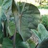 Colocasia_multiflora1