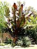 ensete_maurelii2