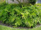 Philodendron_selloum2