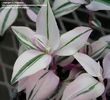 tradescantia.