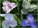 tradescantia
