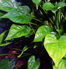 Aloc%20culcullata%204%20copy