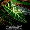 Alocasia%20lowii,%20correctly%20longiloba