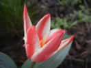 Tulipa Pinocchio (2014, April 01)