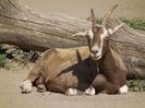 Capra Toggenburg germana