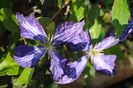 clematis Tie Dye