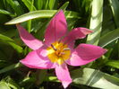 Tulipa pulchella Violacea (2014, April 01)