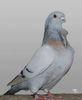 BARBET DE LIEGE