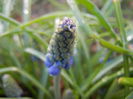 Muscari armeniacum (2014, March 22)