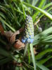 Muscari armeniacum (2014, March 22)