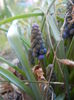 Muscari armeniacum (2014, March 22)