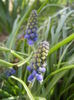 Muscari armeniacum (2014, March 23)