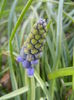 Muscari armeniacum (2014, March 23)