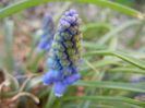 Muscari armeniacum (2014, March 23)