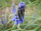 Muscari armeniacum (2014, March 24)