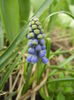 Muscari armeniacum (2014, March 25)