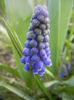 Muscari armeniacum (2014, March 27)