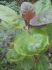 tamarillo 1,4m