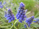Muscari armeniacum (2014, March 27)