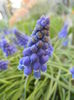 Muscari armeniacum (2014, March 27)