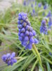 Muscari armeniacum (2014, March 27)